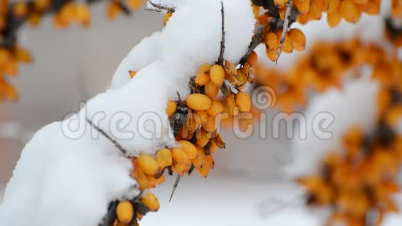 雪下带黄色浆果的沙棘灌木视频的预览图