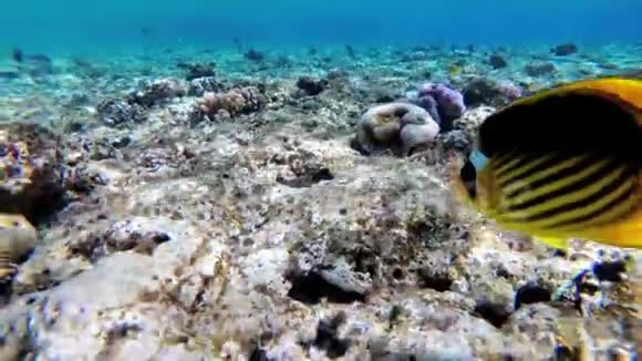 蝴蝶黄鱼等彩鱼漂浮在红海附近的珊瑚礁上埃及视频的预览图