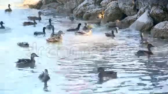 很多鸭子在湖边吃视频的预览图
