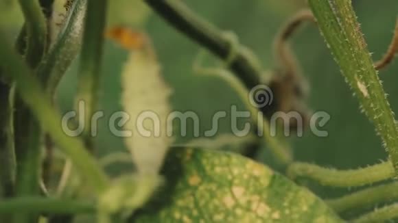 有机绿黄瓜在菜园种葡萄视频的预览图