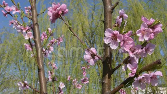 嫩花树春日盛开视频的预览图