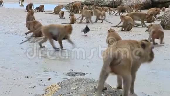 泰国南部哈欣普拉查普奇里汗海滩野生猴子视频的预览图