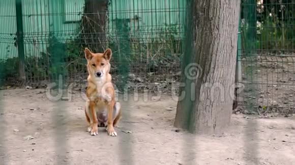 澳大利亚丁戈狗在栅栏后面视频的预览图