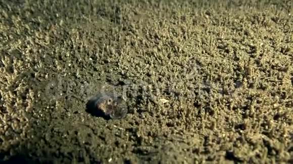 在祖鲁海的沙滩上夜晚蛇鳗鱼在沙漠上旋转视频的预览图