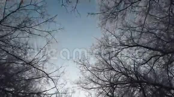 树枝在冬日天空的背景下覆盖着雪的树枝冬季森林视频的预览图