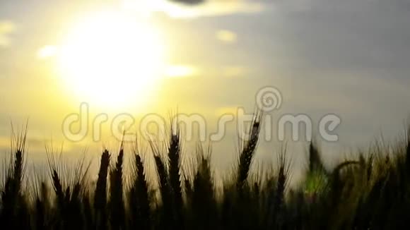 黄昏时有一口麦子视频的预览图