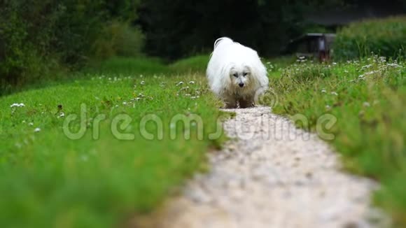 当一只白色的狗正朝镜头方向奔跑时慢镜头视频的预览图
