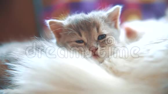 小有趣的白色可爱的小猫睡觉是坐在床上的格子毛毯阳光明媚的早晨猫和小猫宠物视频的预览图