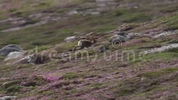 山野兔莱普斯胆怯在林紫石楠在山坡在凯恩斯NP苏格兰7月视频的预览图
