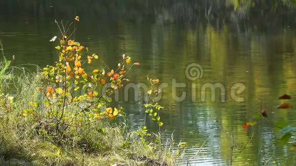河岸或湖岸上有五颜六色叶子的灌木丛视频的预览图