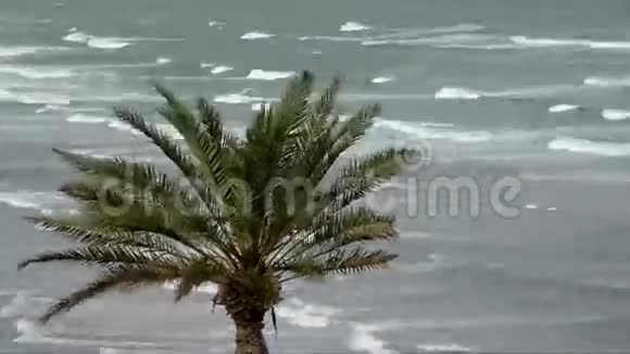 棕榈在海洋时间流逝视频的预览图