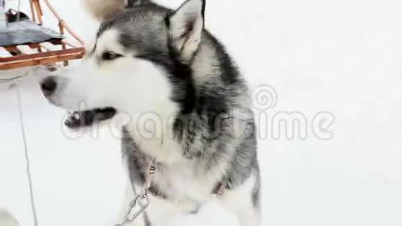 犬西伯利亚哈士奇犬吠视频的预览图