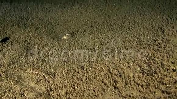 在祖鲁海的沙滩上夜晚蛇鳗鱼在沙漠上旋转视频的预览图