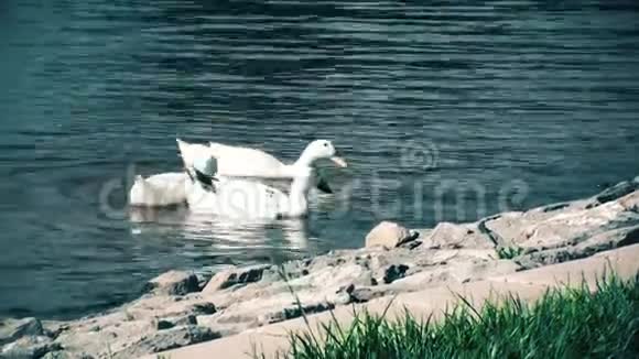 白鸭子在池塘里游泳寻找食物视频的预览图