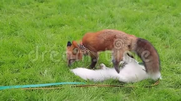小动物红狐走在公园的绿色草地特写视频的预览图