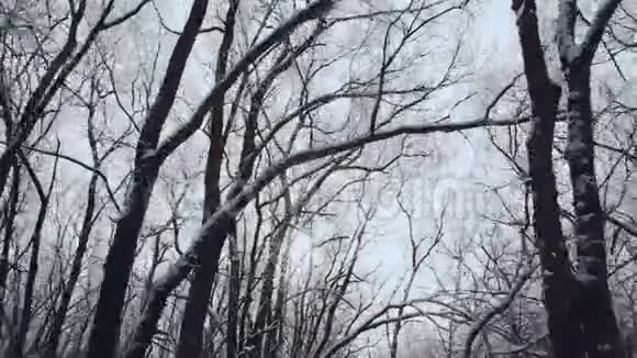 树枝在冬日天空的背景下覆盖着雪的树枝冬季森林视频的预览图