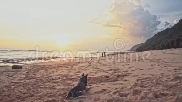 日落时分一只善良的狗躺在海滩上摇着尾巴盯着远处海上暑假旅游视频的预览图