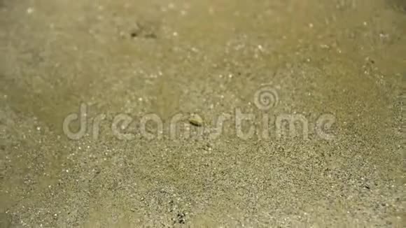 海滩上一只小螃蟹的特写镜头视频的预览图