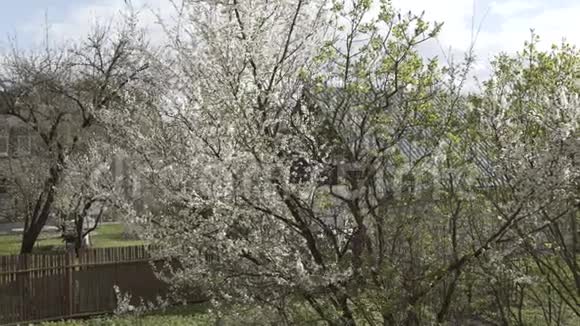 春天的树枝树花白色美丽自然植物樱花花背景花视频的预览图