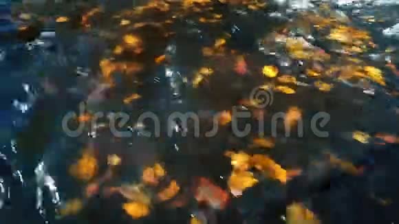 秋天在河边视频的预览图