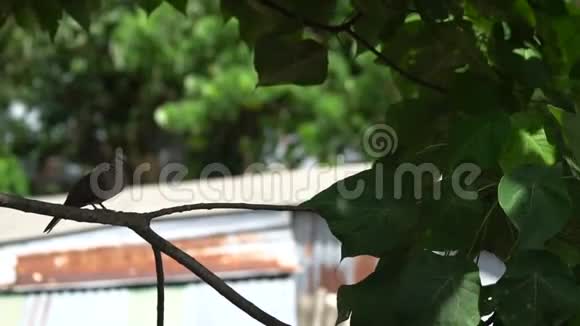斑鸠在树枝上视频的预览图