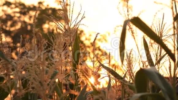 日落时的玉米树花视频的预览图