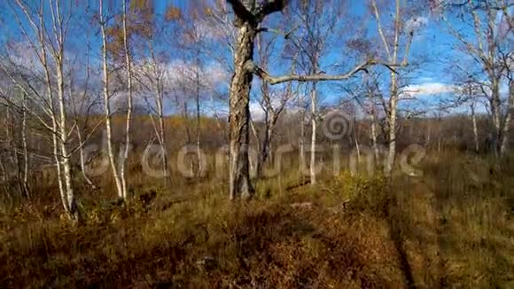 在秋天的森林里靠近树木升起视频的预览图