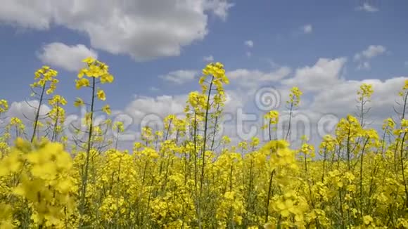 春季在多云的蓝天上分离出黄色开花的油籽甘蓝型油菜视频的预览图