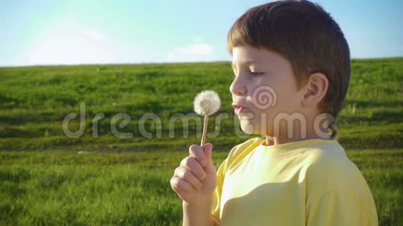 小男孩在绿色的草地上吹蒲公英的种子视频的预览图