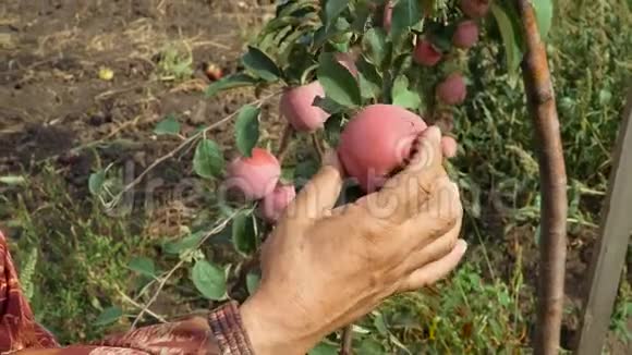 农学家检查一串苹果视频的预览图