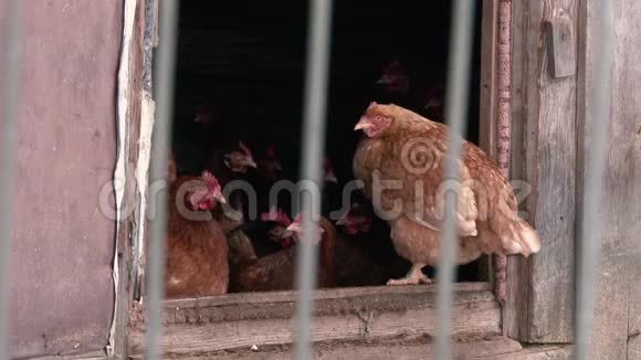 在谷仓鸡舍里的鸡视频的预览图