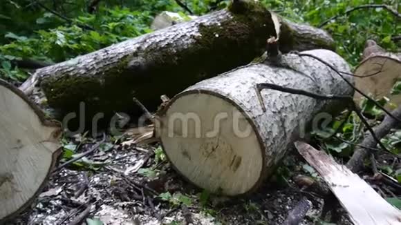 在林登森林中砍伐一棵树木高清镜头用stealicam拍摄全景视频的预览图