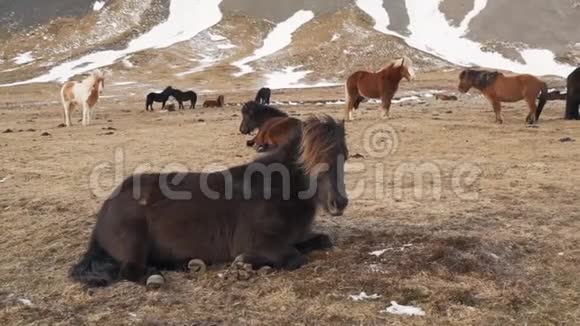 冰岛马在自然特写视频的预览图
