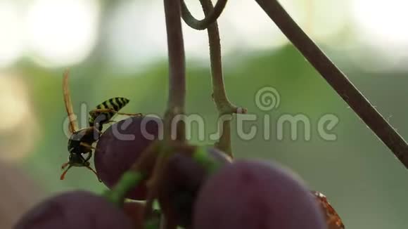 昆虫在夏天吃浆果视频的预览图
