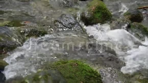 一条丛林河流的左半部分视频的预览图
