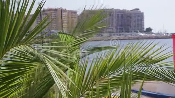 城市和海洋景观前面的棕榈树视频的预览图