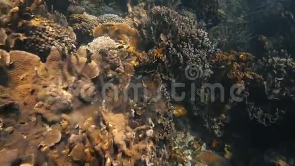 游过珊瑚礁视频的预览图