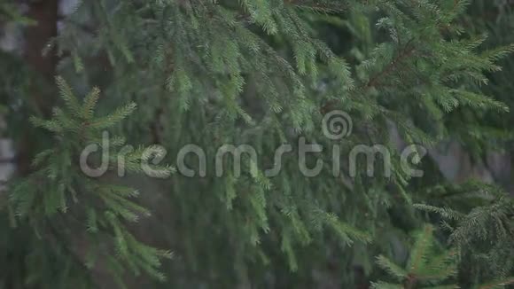 松林中的雪视频的预览图