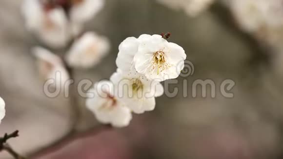 春天的花朵系列白梅在微风中绽放近景4K电影慢动作视频的预览图