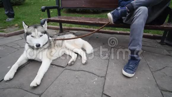 男孩和他的狗坐在公园的长凳上视频的预览图