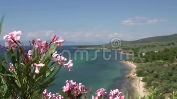 希腊塔索斯岛海岸线和海滩前的粉红色花朵视频的预览图