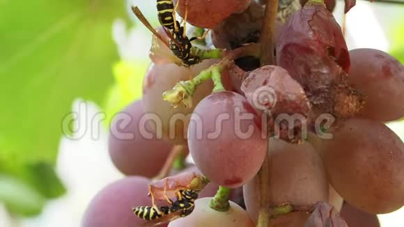 昆虫在夏天吃浆果视频的预览图