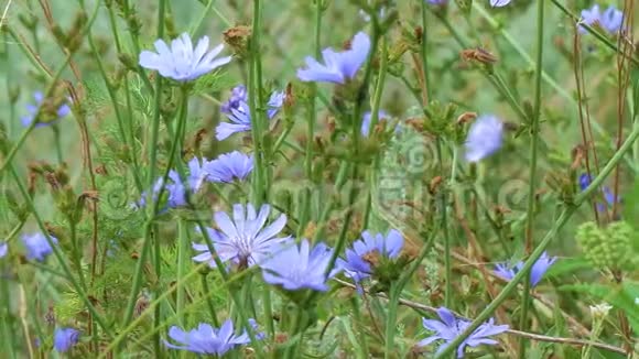 自然背景上的蓝色花朵野生菊苣的花朵视频的预览图
