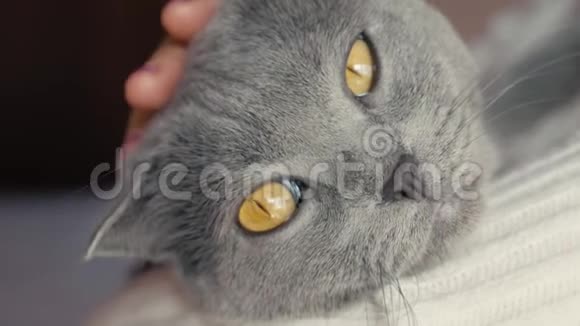 一个女孩抱着一只猫在怀里抚摸它灰色的英国斜角猫视频的预览图