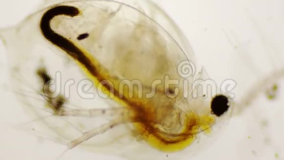 4k显微镜下水蚤或普通水蚤视频的预览图