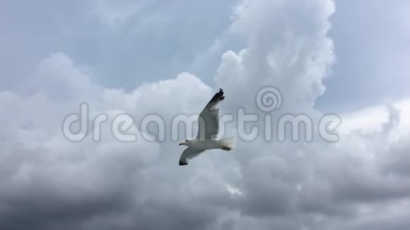 海鸥在蓝天背景上飞翔视频的预览图