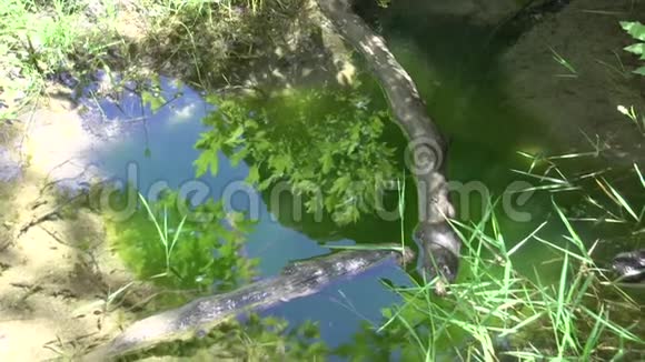 在玛丽斯瀑布附近的池塘里倒影希腊塔索斯视频的预览图