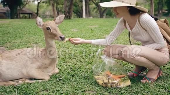 在国家公园旅行期间动物园里喂小鹿的年轻快乐女子视频的预览图