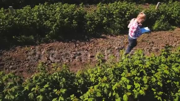 农民在田间观察草莓的生长视频的预览图