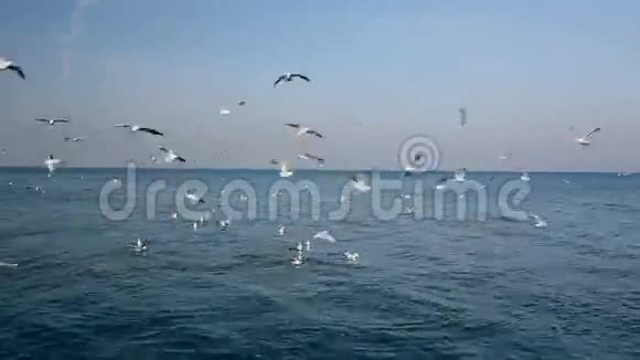 海中的海鸥视频的预览图